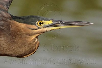 Striated Heron Portraits - Top End, Northern Territory, Australia