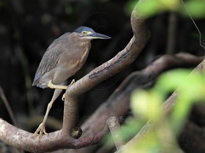 Striated Heron_4631.jpg