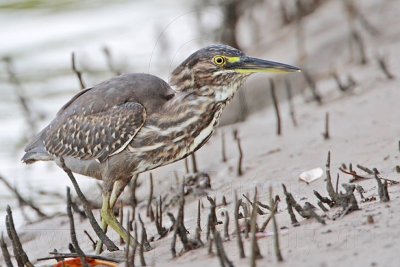 Striated Heron_8663.jpg