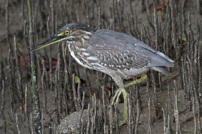 Striated Heron juvenile - Top End, Northern Territory, Australia