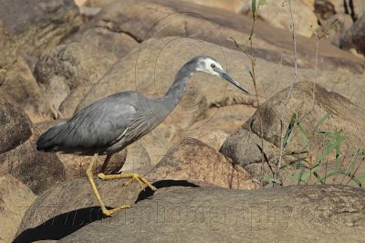 White-faced Heron - Egretta novaehollandiae - NT