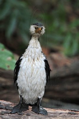 Little Pied Cormorant shaking wet plumage