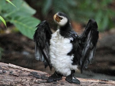Little Pied Cormorant_6473.jpg
