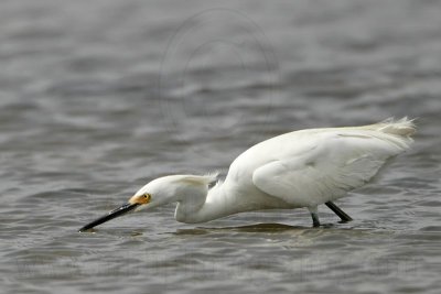 Snowy Egret_8633.jpg