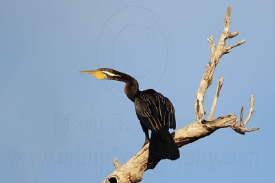 g1/20/685320/3/126689259.cIQQ2a8r.jpg