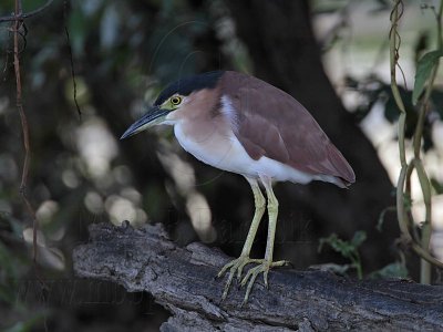 Nankeen Night-Heron 3198.jpg