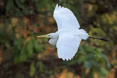 Intermediate Egret 3540.jpg