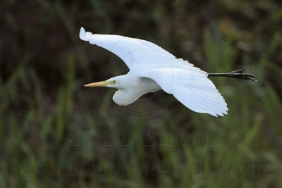 Intermediate Egret 3545.jpg