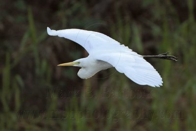 Intermediate Egret 3546.jpg