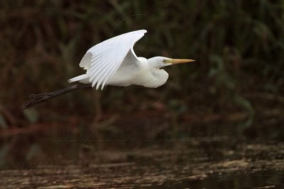 Intermediate Egret 3571.jpg