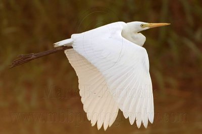 Intermediate Egret 3575.jpg