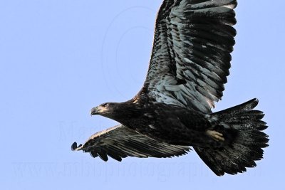 _MG_5393 Bald Eagle.jpg