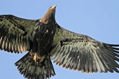 _MG_5665 Bald Eagle.jpg