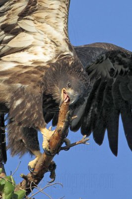 _MG_6253crop Bald Eagle.jpg