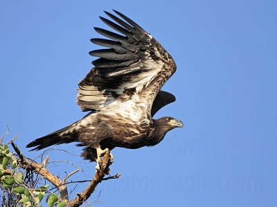 _MG_6348 Bald Eagle.jpg