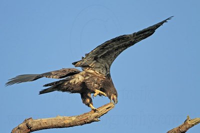 _MG_6542 Bald Eagle.jpg