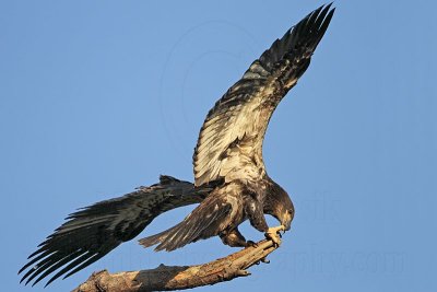 _MG_6609 Bald Eagle.jpg