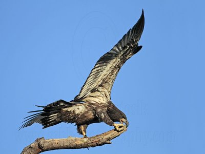 _MG_6648 Bald Eagle.jpg