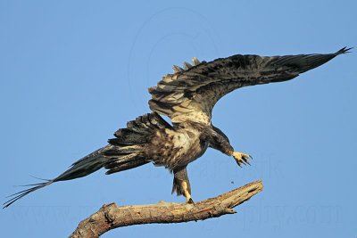 _MG_6666 Bald Eagle.jpg