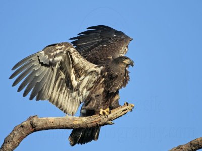 _MG_6760 Bald Eagle.jpg