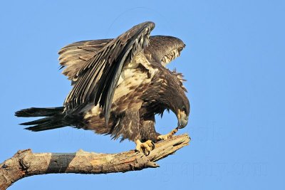 _MG_6794 Bald Eagle.jpg