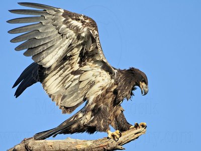 _MG_6801 Bald Eagle.jpg