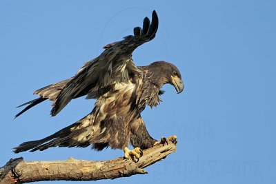 _MG_6802 Bald Eagle.jpg