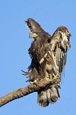 Bald Eagles fledgling 2010 on perch
