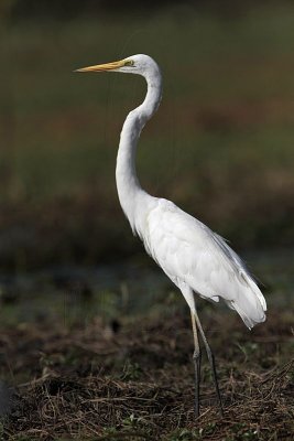 _MG_0817 Eastern Great Egret.jpg