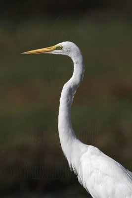 _MG_0818 Eastern Great Egret.jpg