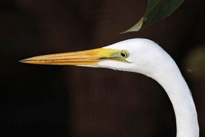 Eastern Great Egret_3022.jpg
