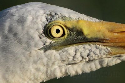 Eastern Great Egret_4351crop.jpg