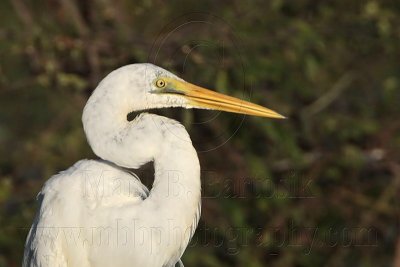 _MG_4314crop Eastern Great Egret.jpg