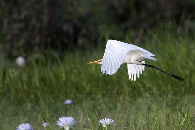 _MG_4817 Eastern Great Egret.jpg