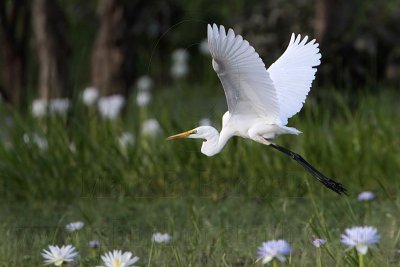 _MG_4818 Eastern Great Egret.jpg