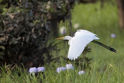 _MG_4823 Eastern Great Egret.jpg
