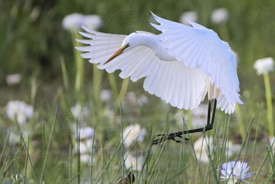 Eastern Great Egret on wing - Top End, Northern Territory, Australia