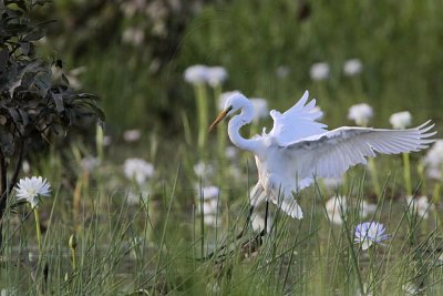 _MG_4832 Eastern Great Egret.jpg