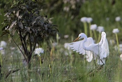 _MG_4834 Eastern Great Egret.jpg