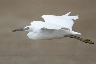 Eastern Reef Egret white morph on wing - Top End, Northern Territory, Australia
