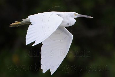 _MG_1142 Eastern Reef Egret.jpg