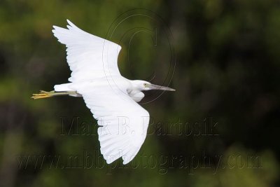 _MG_1639 Eastern Reef Egret.jpg