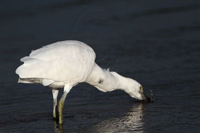 _MG_2999 Eastern Reef Egret.jpg