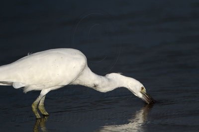 _MG_3008 Eastern Reef Egret.jpg