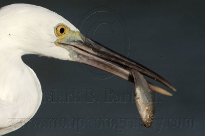 Eastern Reef Egret - food