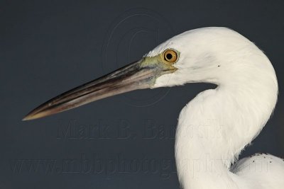 Eastern Reef Egret white morph Portraits - Top End, Northern Territory, Australia