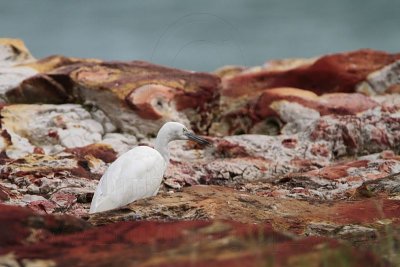 _MG_6317 Eastern Reef Egret.jpg