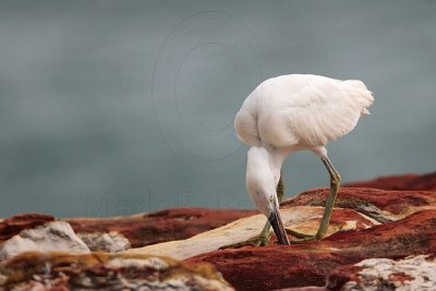 _MG_6331 Eastern Reef Egret.jpg