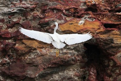 _MG_6402 Eastern Reef Egret.jpg