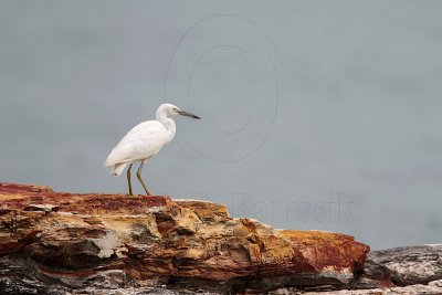 _MG_6412 Eastern Reef Egret.jpg